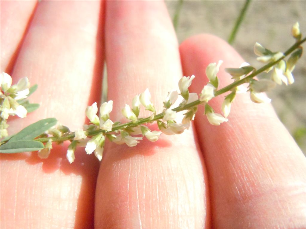 Trigonella alba (=Melilotus albus)